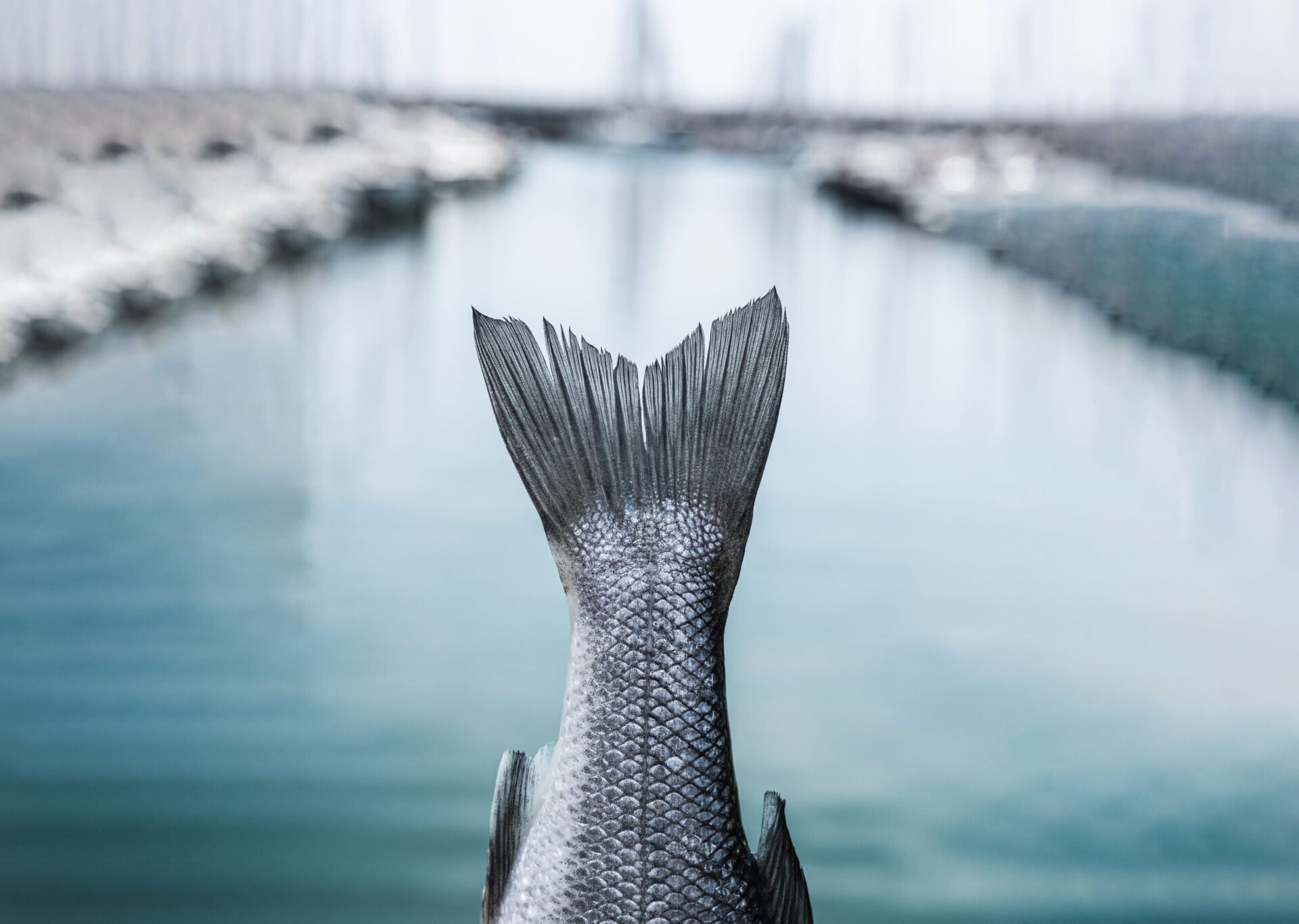 fish background